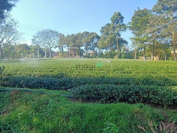 Hình ảnh đất nền biệt thự nghỉ dưỡng tp.Bảo Lộc