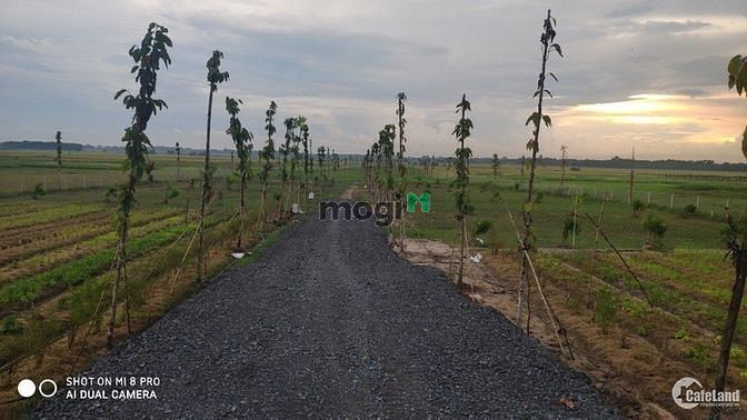 Hình ảnh Cần bán gấp lô đất thổ vườn trước tết