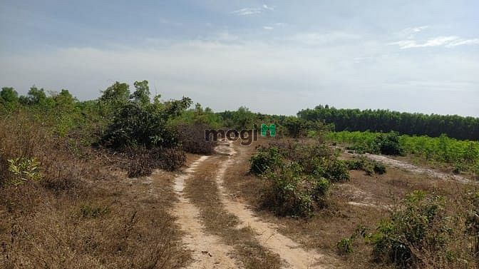 Hình ảnh Bán đất đường Cù Chính Lan, Tân Bình, thị xã LaGi chính chủ