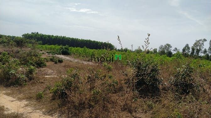 Hình ảnh Bán đất đường Cù Chính Lan, Tân Bình, thị xã LaGi chính chủ