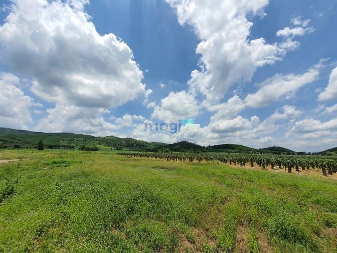 Hình ảnh Bán 7 hecta đất triền đồi Tân Nghĩa - Hàm Tân sổ riêng