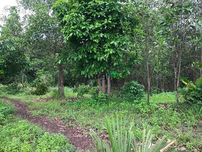 Hình ảnh Bán 7 hecta đất triền đồi Tân Nghĩa - Hàm Tân sổ riêng