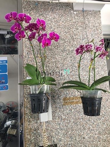 Hình ảnh “Chào Tân Sửu - Đón Lộc Vàng” nhận ngay ưu đãi c