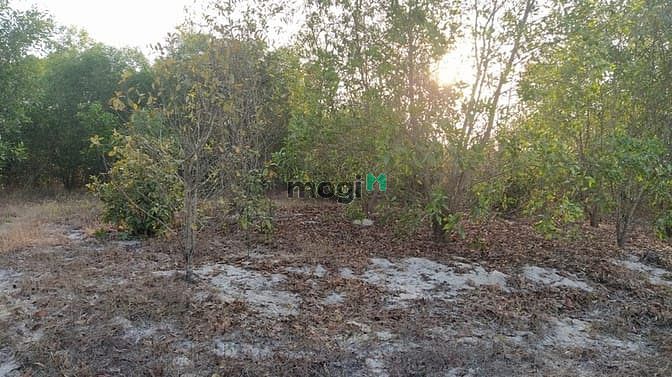 Hình ảnh Bán đất thổ cư đường Trưng Nhị, Tân An, thị xã LaGi giá tốt