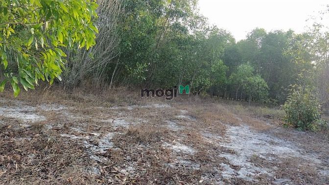 Hình ảnh Bán đất thổ cư đường Trưng Nhị, Tân An, thị xã LaGi giá tốt