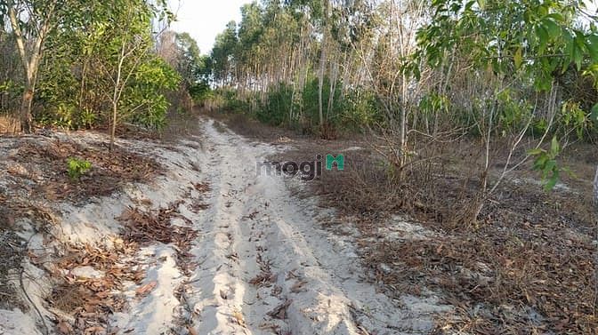 Hình ảnh Bán đất thổ cư đường Trưng Nhị, Tân An, thị xã LaGi giá tốt