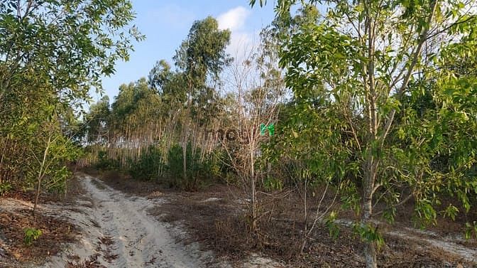 Hình ảnh Bán đất thổ cư đường Trưng Nhị, Tân An, thị xã LaGi giá tốt