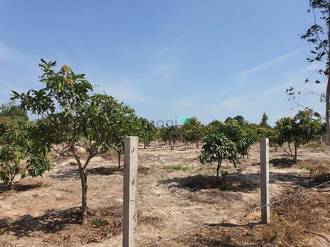 Hình ảnh Bán 6.5 sào đất Tân Bình, thị xã LaGi gần Sông Dinh