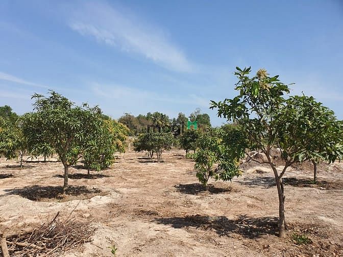 Hình ảnh Bán 6.5 sào đất Tân Bình, thị xã LaGi gần Sông Dinh