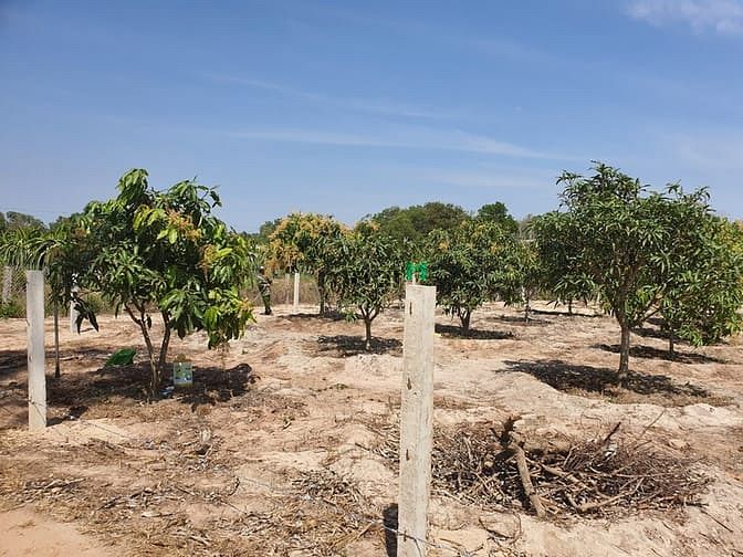 Hình ảnh Bán 6.5 sào đất Tân Bình, thị xã LaGi gần Sông Dinh
