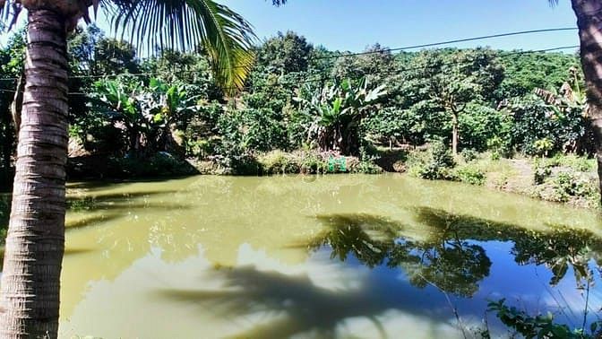 Hình ảnh Bán Vườn Trái Cây Đủ Loại Tại Di Linh