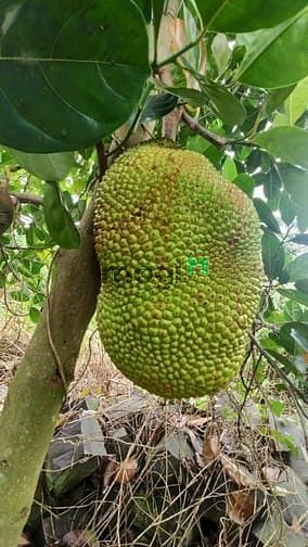Hình ảnh Bán Vườn Trái Cây Đủ Loại Tại Di Linh