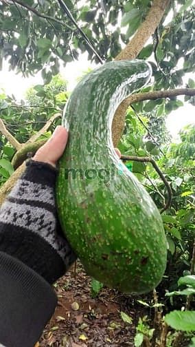 Hình ảnh Bán Vườn Trái Cây Đủ Loại Tại Di Linh