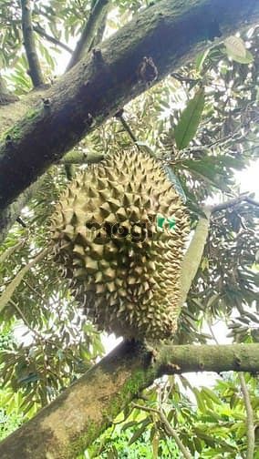 Hình ảnh Bán Vườn Trái Cây Đủ Loại Tại Di Linh