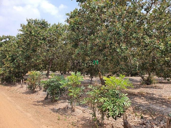 Hình ảnh Bán 1 Ha đất thổ cư Tân Đức - Hàm Tân chính chủ