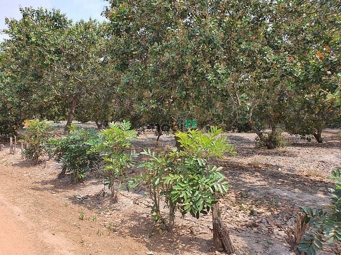 Hình ảnh Bán 1 Ha đất thổ cư Tân Đức - Hàm Tân chính chủ