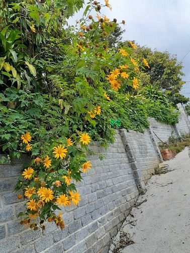 Hình ảnh Bán Khu Nghỉ Dưỡng Trung Tâm TP Bảo Lộc