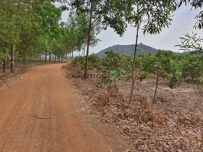 Hình ảnh Bán 1.4 Hecta đất Tân Đức - Hàm Tân gần KCN Sonadzi