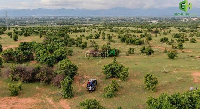 Hình ảnh Cần bán đất vườn sổ đỏ Bình Thuận gần khu du lịch Safari