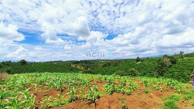 Hình ảnh Bán Lô Đất Tại Lộc An Giá Siêu Rẻ