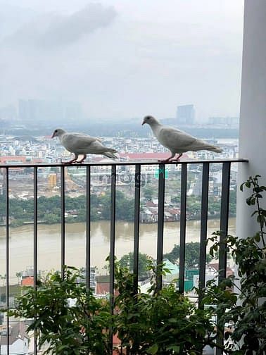 Hình ảnh Bán Căn Góc M One 2PN 2WC, 58m2, view sông, bitexco, full nt.