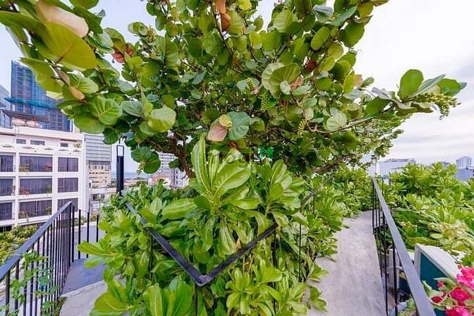Hình ảnh Villa hồ bơi 4 phòng ngủ, Sơn Trà - B290