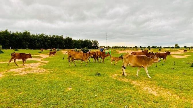 Hình ảnh Cần bán đất Bắc Bình, Bình Thuận có sổ đỏ sẵn, giá chỉ từ 70.000đ/m2