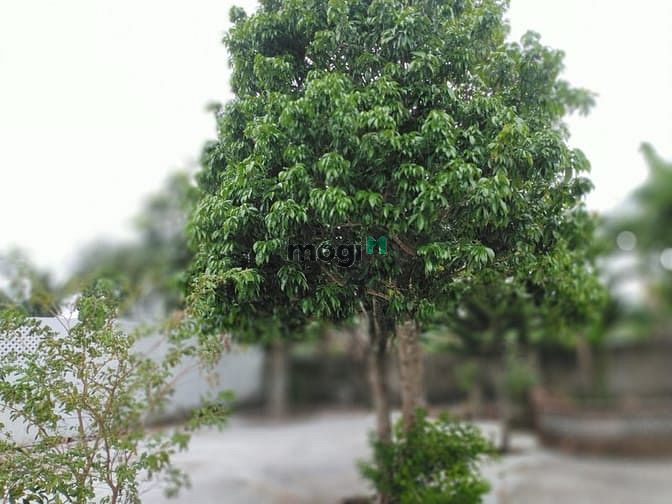 Hình ảnh Bán đất mặt tiền đường Trương Vĩnh Nguyên, P- Phú Thứ, Q Cái Răng, TP