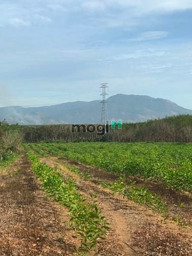 Hình ảnh 2 mẫu đất tân thắng bình thuân. Giá 1 tỷ 700 tr