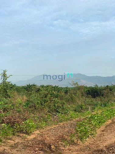 Hình ảnh 2 mẫu đất tân thắng bình thuân. Giá 1 tỷ 700 tr