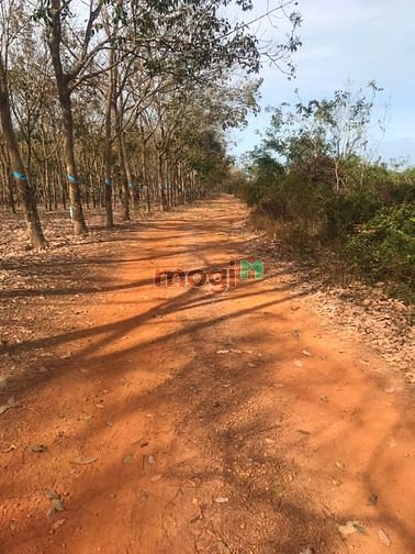 Hình ảnh 2 mẫu đất tân thắng bình thuân. Giá 1 tỷ 700 tr