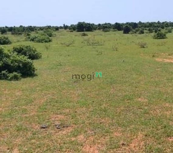 Hình ảnh Đất Huyện Bắc Bình 10000m² chỉ 650tr