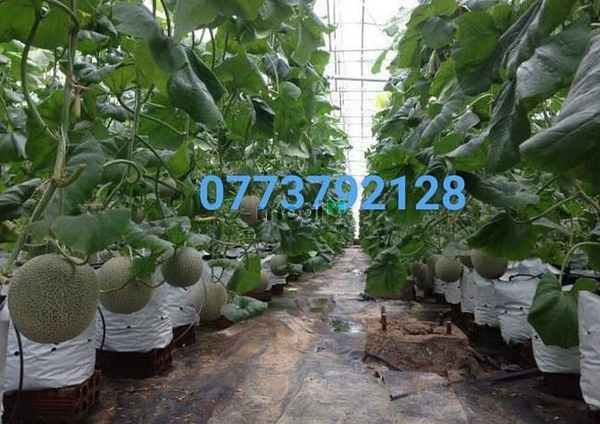Hình ảnh Đất Huyện Bắc Bình 10000m² chỉ 650tr