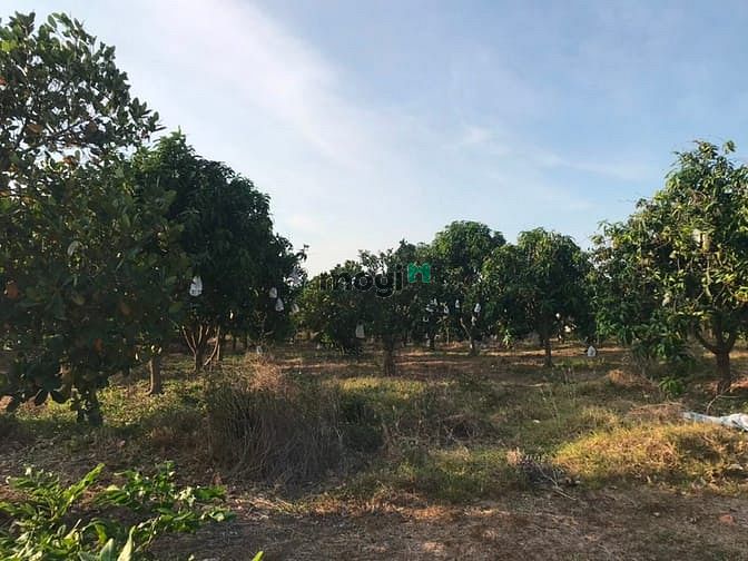 Hình ảnh Đất vườn cây ăn trái 9000 m2 giá 2 tỷ . Hàm tân. Bình thuận