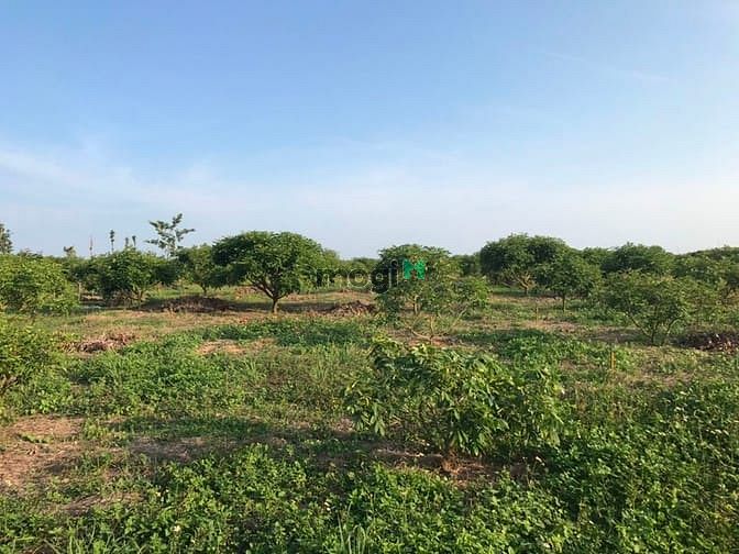 Hình ảnh Đất vườn cây ăn trái 9000 m2 giá 2 tỷ . Hàm tân. Bình thuận