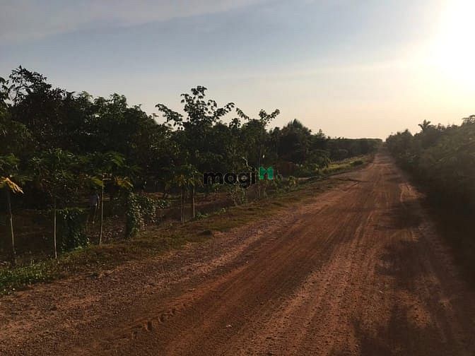 Hình ảnh Đất vườn cây ăn trái 9000 m2 giá 2 tỷ . Hàm tân. Bình thuận