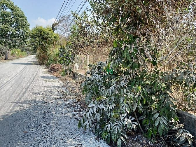 Hình ảnh Bán đất đường Bùi Thị Bùng - 1515m2 - 19x81 - 300m2 thổ cư - Củ Chi