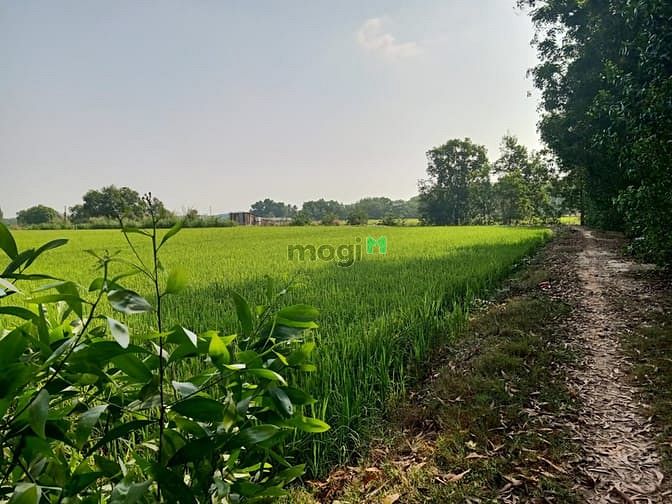 Hình ảnh Cần bán đất xã Trung Lập Thượng - Củ Chi