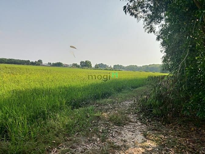 Hình ảnh Cần bán đất xã Trung Lập Thượng - Củ Chi