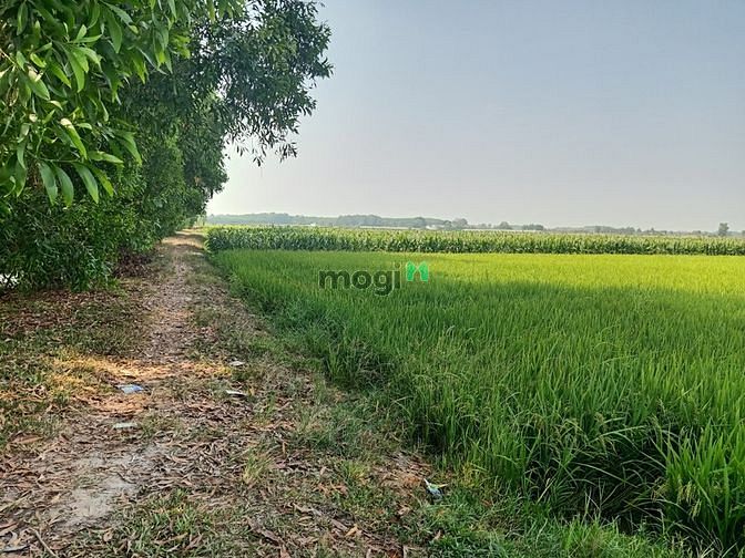 Hình ảnh Cần bán đất xã Trung Lập Thượng - Củ Chi
