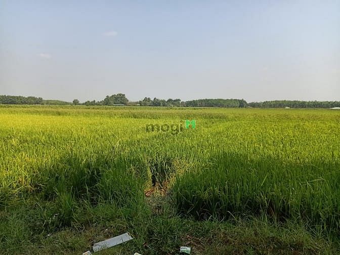 Hình ảnh Cần bán đất xã Trung Lập Thượng - Củ Chi