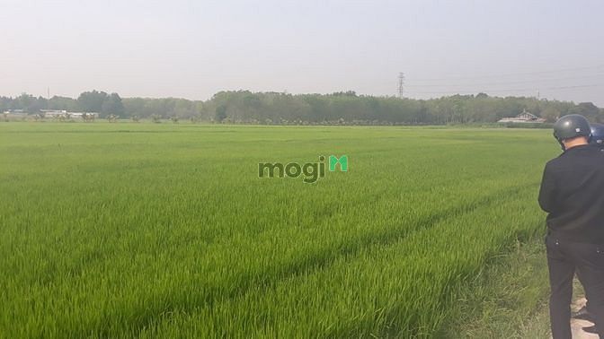 Hình ảnh Đất Củ Chi giá rẻ bán gấp 1,1 tỷ