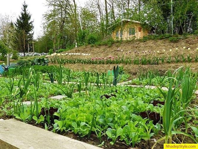 Hình ảnh Bán đất vườn minh tân dầu tiếng giá rẻ