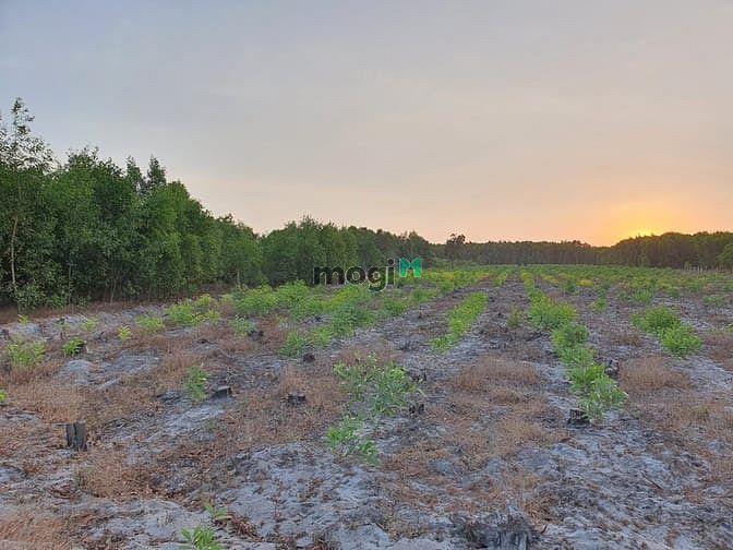 Hình ảnh Bán 5 sào đất Tân Phước, Thị xã LaGi thổ cư 200m2