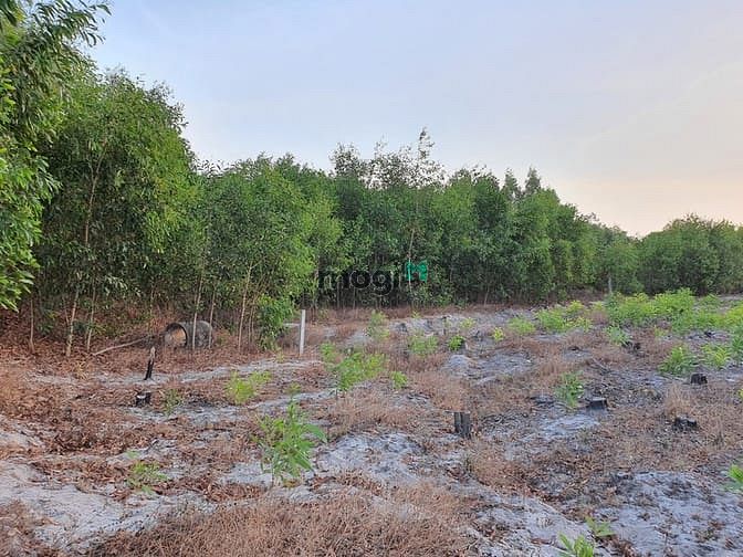 Hình ảnh Bán 5 sào đất Tân Phước, Thị xã LaGi thổ cư 200m2