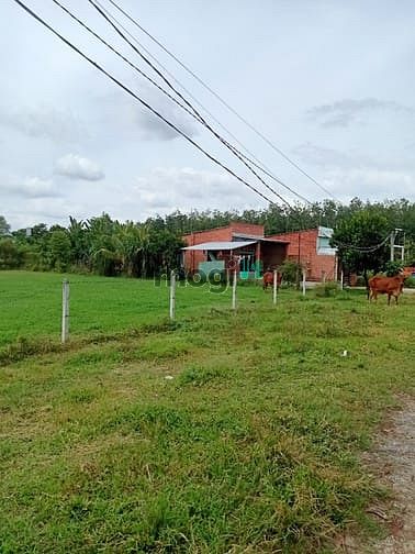 Hình ảnh Cần bán đất 1/ đường Bùi Thị Điệt - xã Nhuận Đức - Củ Chi