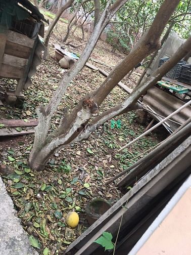 Hình ảnh Cần bán ô đất thổ cư thôn Hậu Ái, Vân Canh, Hoài Đức, Hà Nội