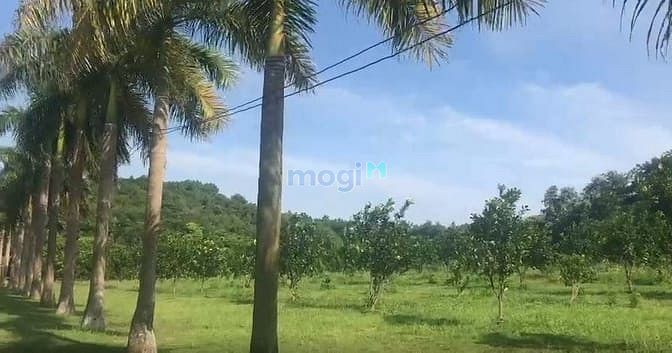 Hình ảnh Mình cần bán mấy lô đất thuộc xã Minh Phú, Minh Trí, huyện Sóc Sơn.