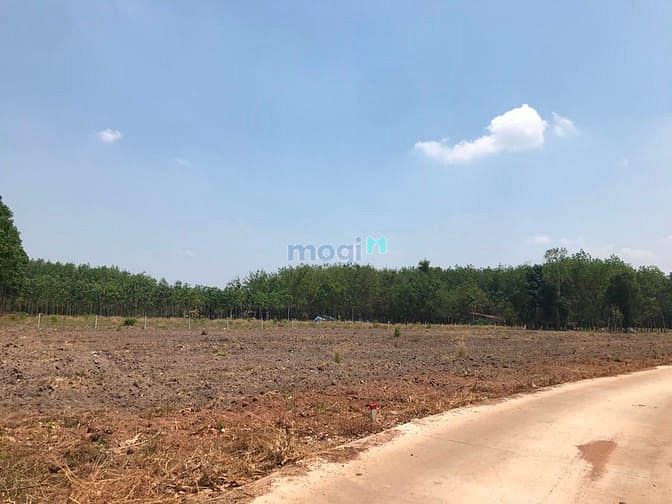 Hình ảnh BÁN ĐẤT BÌNH PHƯỚC, cơ hội cho Trang MB66.COM Chính Thức - MB 66 Uy Tín sinh lời, pháp lý rõ ràng.