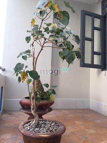 Hình ảnh Cho thuê nhà mới quận 7 4PN-3WC giá 10,5tr